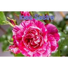 Троянда Інес Састре (Роза INES SASTRE)
